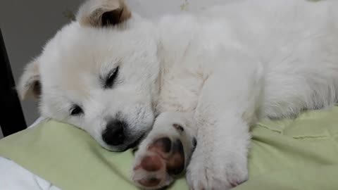 cute little white puppy #2