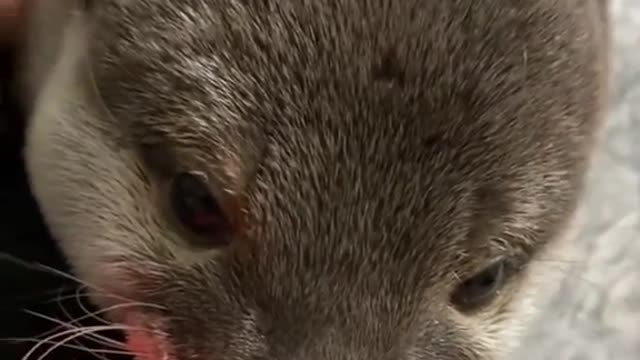 In Japan many people have small otters as pets.