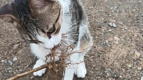 CAT'S WEED