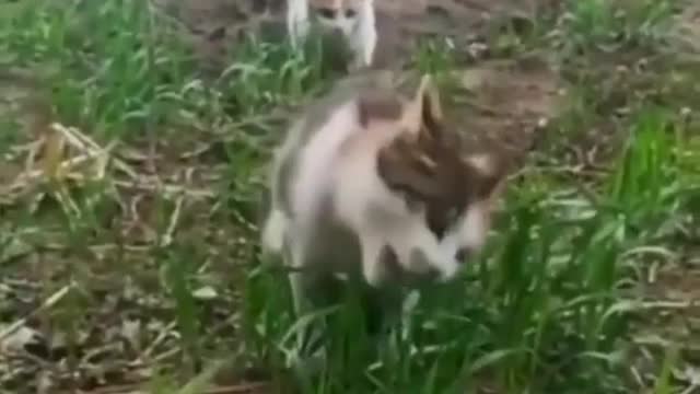 funny pats make you smile