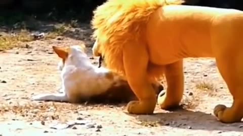 funny animal moments caught on camera mal videos i found on tiktok 2 #shorts