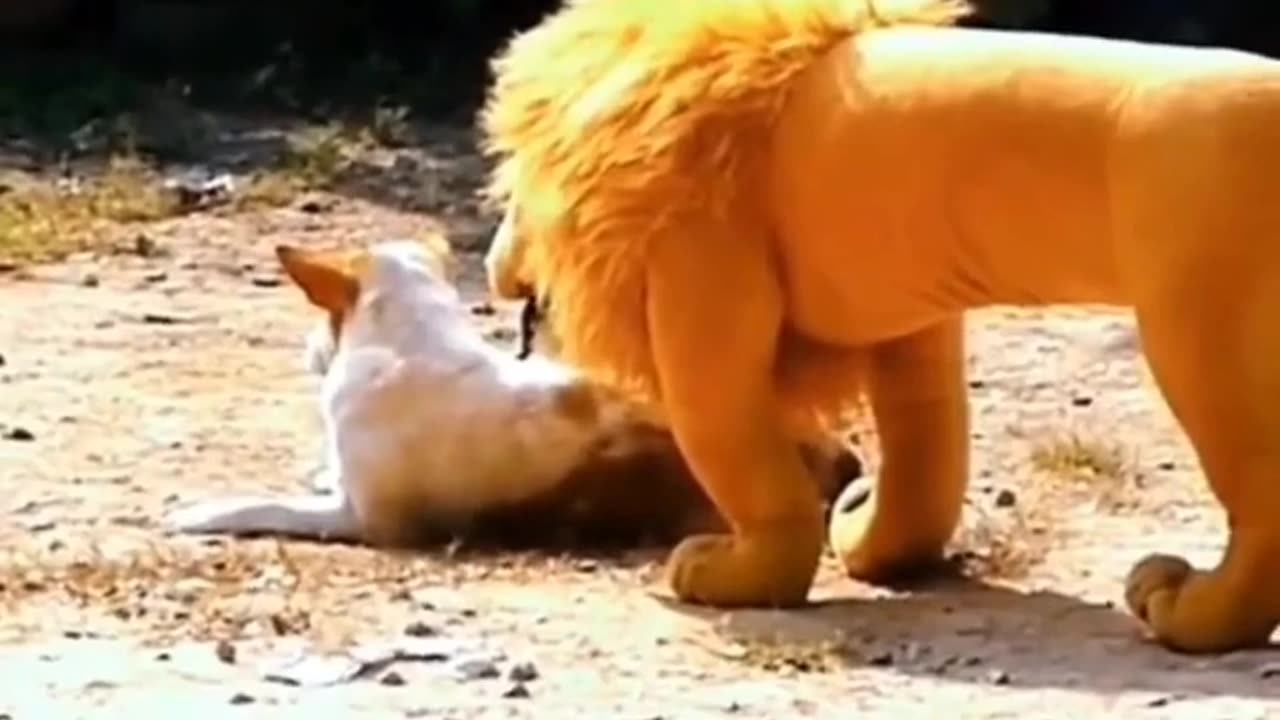 funny animal moments caught on camera mal videos i found on tiktok 2 #shorts