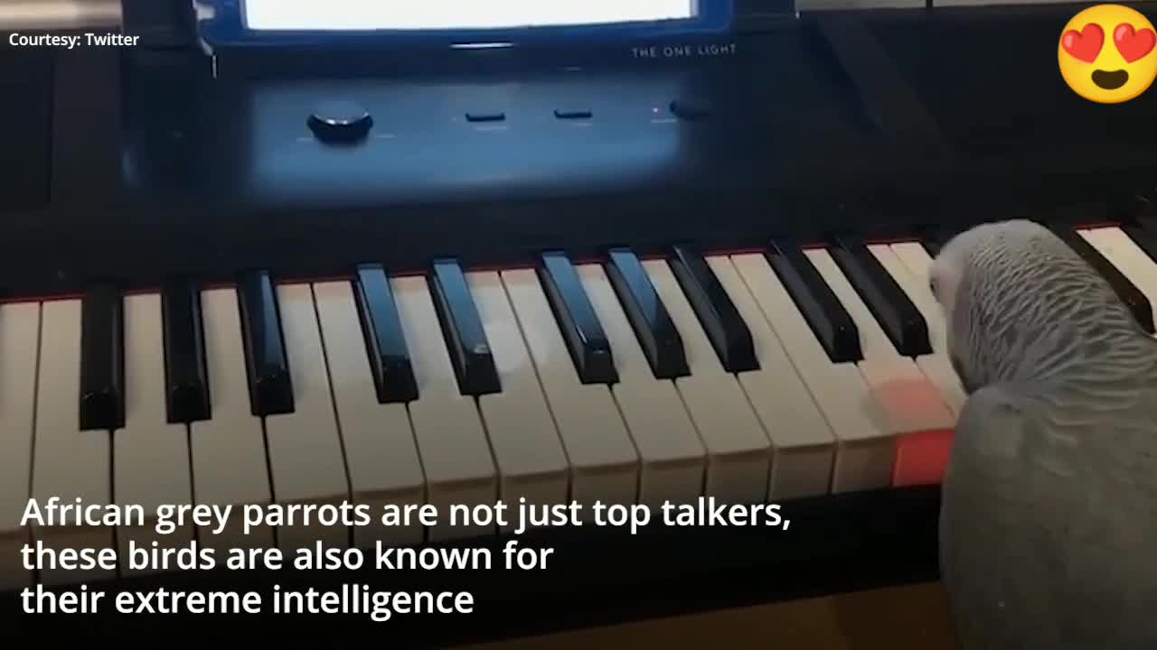 Parrot turns into piano pedagogue, hail to the god of musicians