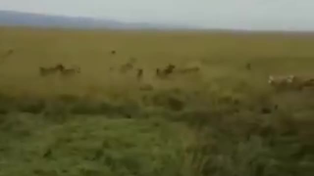 fight between gangs