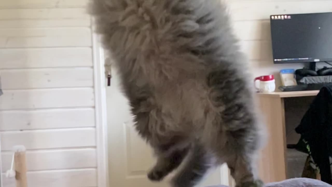 Extra Fluffy Cat Fails The Catch