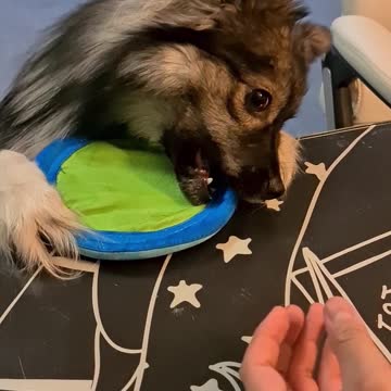 Adorable puppy the definition of NO TAKE, ONLY THROW meme