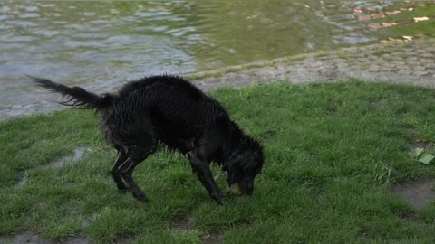 dog+ water 🐕❤️