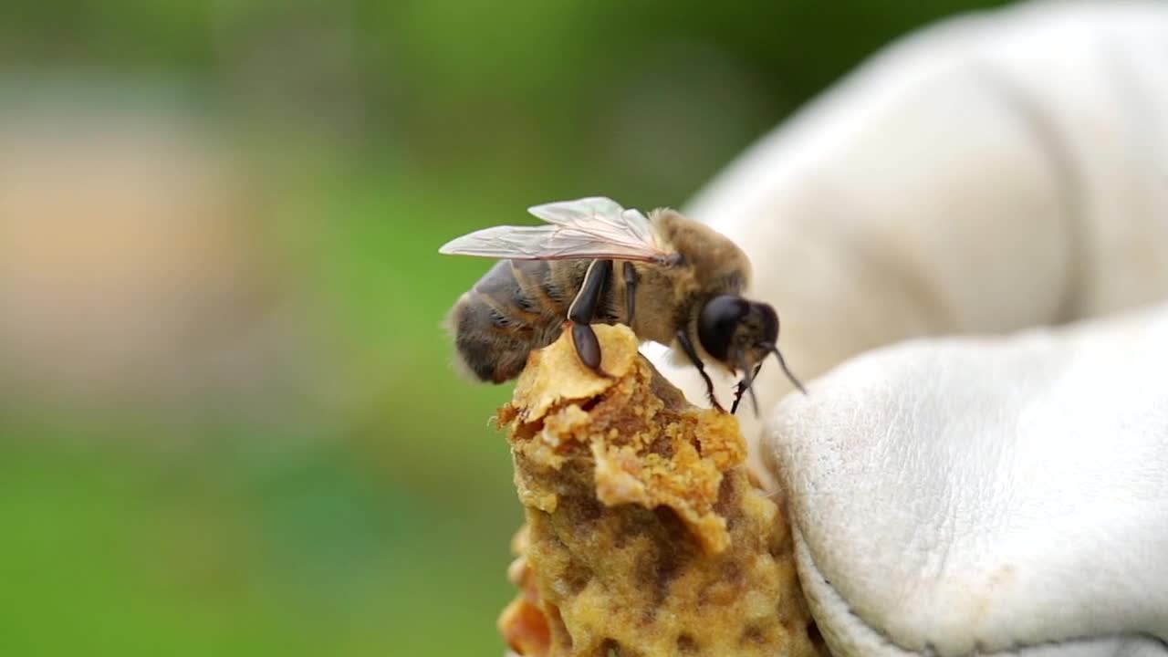 Iridescent Temnosoma Bee gives dazzling footage