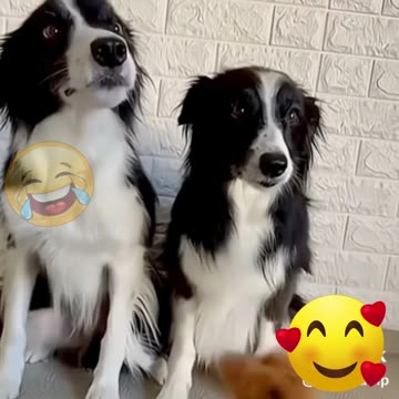 Não tem como não amar essas pessoinhas de 4 patas ❤️❤️❤️❤️❤️