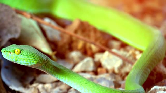 Trimeresurus Albolabris