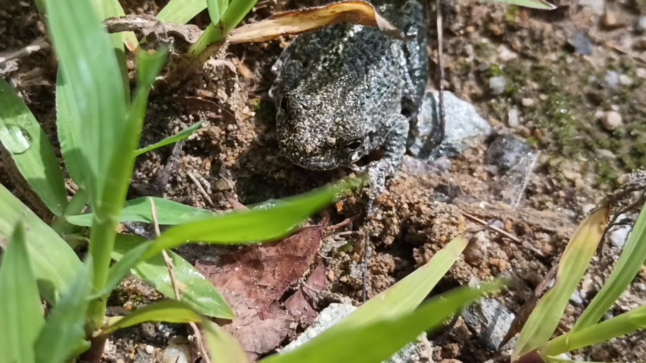 Gray Treefrog