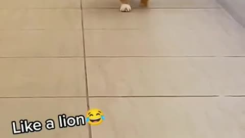 Lovely Cat like a tiger