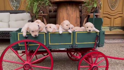 Wagon Full Of Golden Puppies