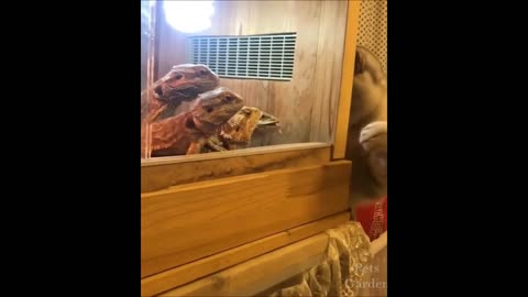 BEST 2021 ANIMALS FUNNIEST ANIMALS Compilation of animal videos They are a comedy! #2