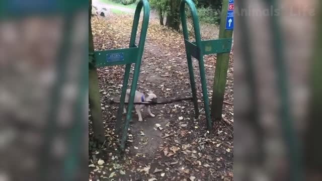funniest cats and dogs