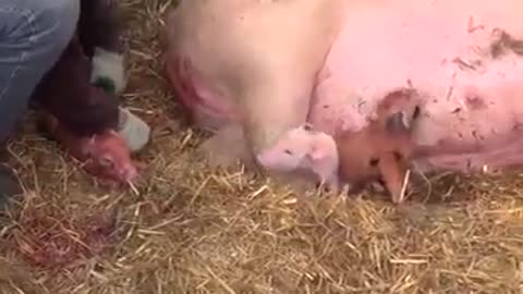 Pigs are born!