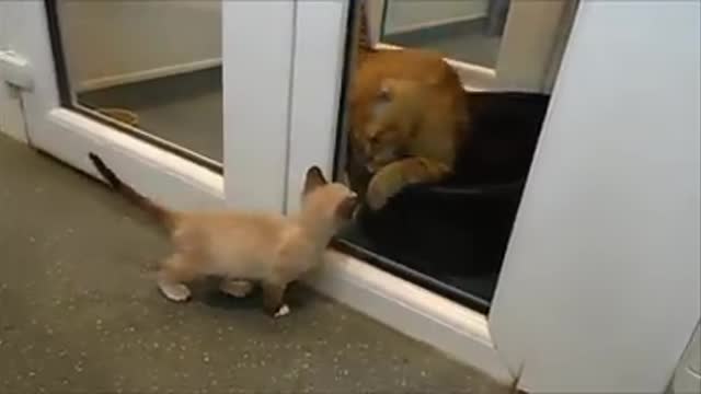Este gatito salvado justo a tiempo de un triste destino ahora sabe cómo consolar a otros como él