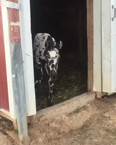Foal’s first turnout