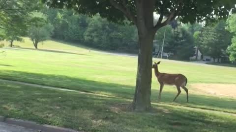 A deer in town