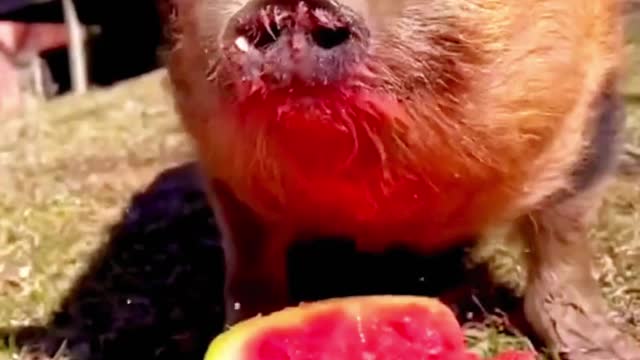 Pigs and chicks have fun eating watermelon together