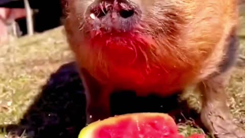 Pigs and chicks have fun eating watermelon together