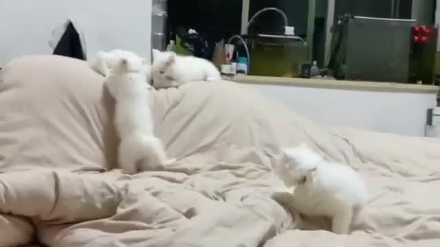 Атака белых котят