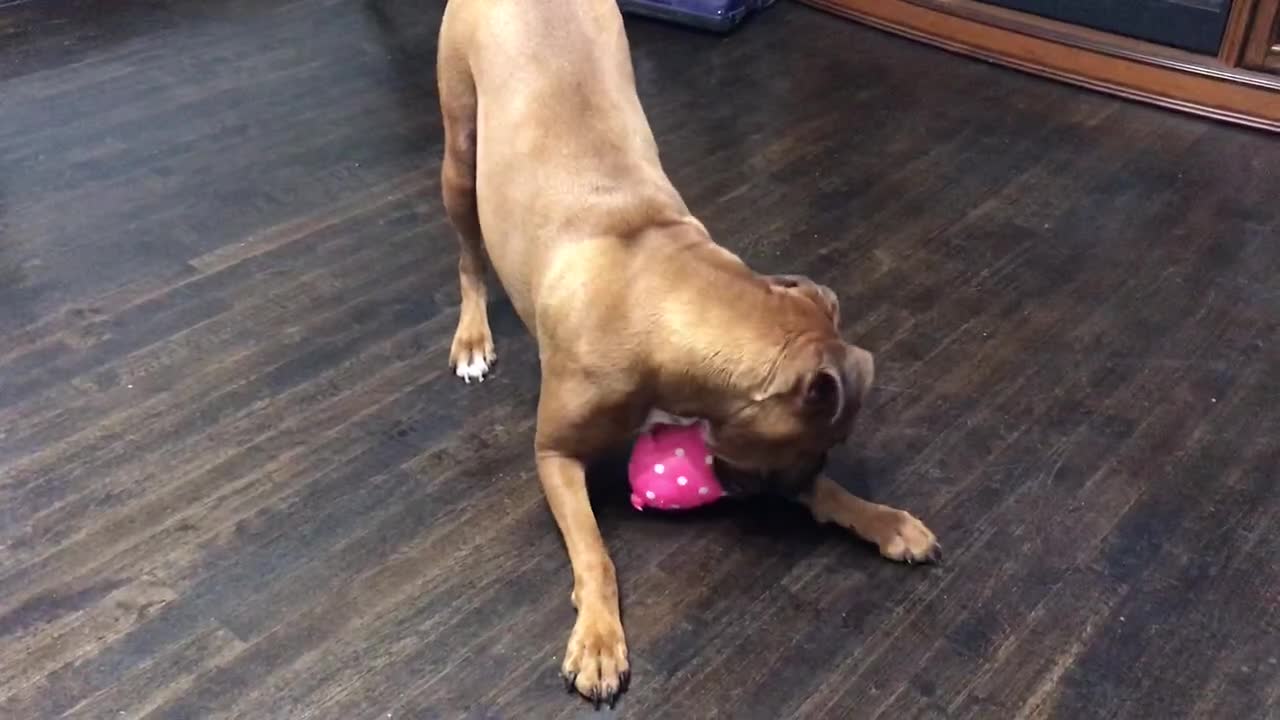 Boxer freaks out over squealing pig toy