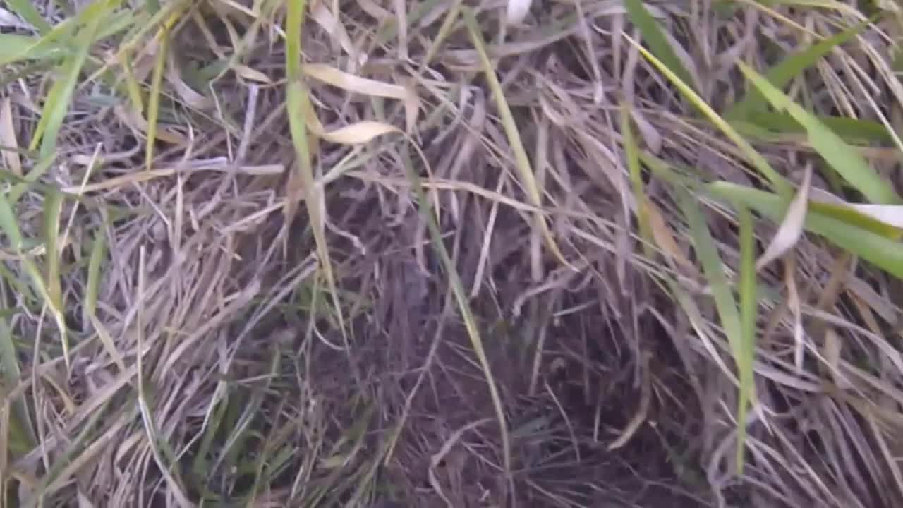 [Jararaca pit viper] hidden in the grass