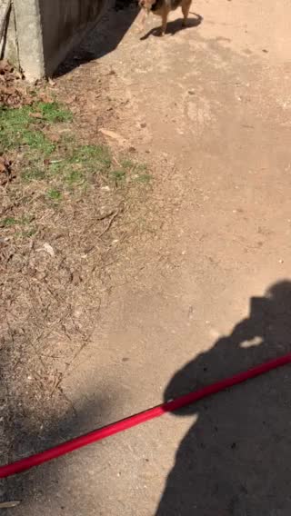 Charlie trying to catch something