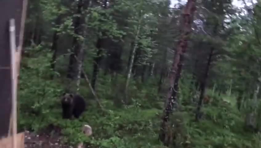 [FUNNY] Finnish man scares a bear away by shouting PERKELE [2017]