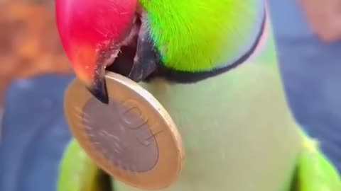 Funny Parrot - Indian funny parrot picking up 10 rupees.