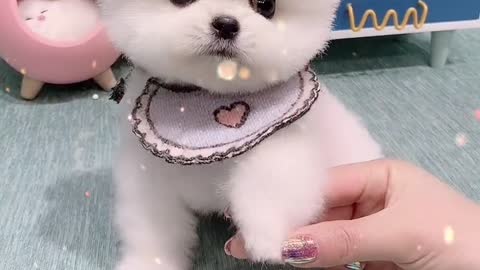 little lovely dog 3