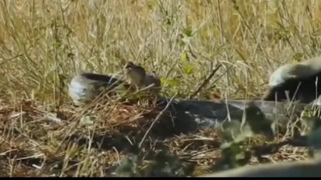 Amazing Wild Animal Attack Snake - Python RELAX FOR LIFE