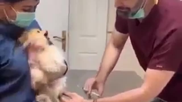 funny dog