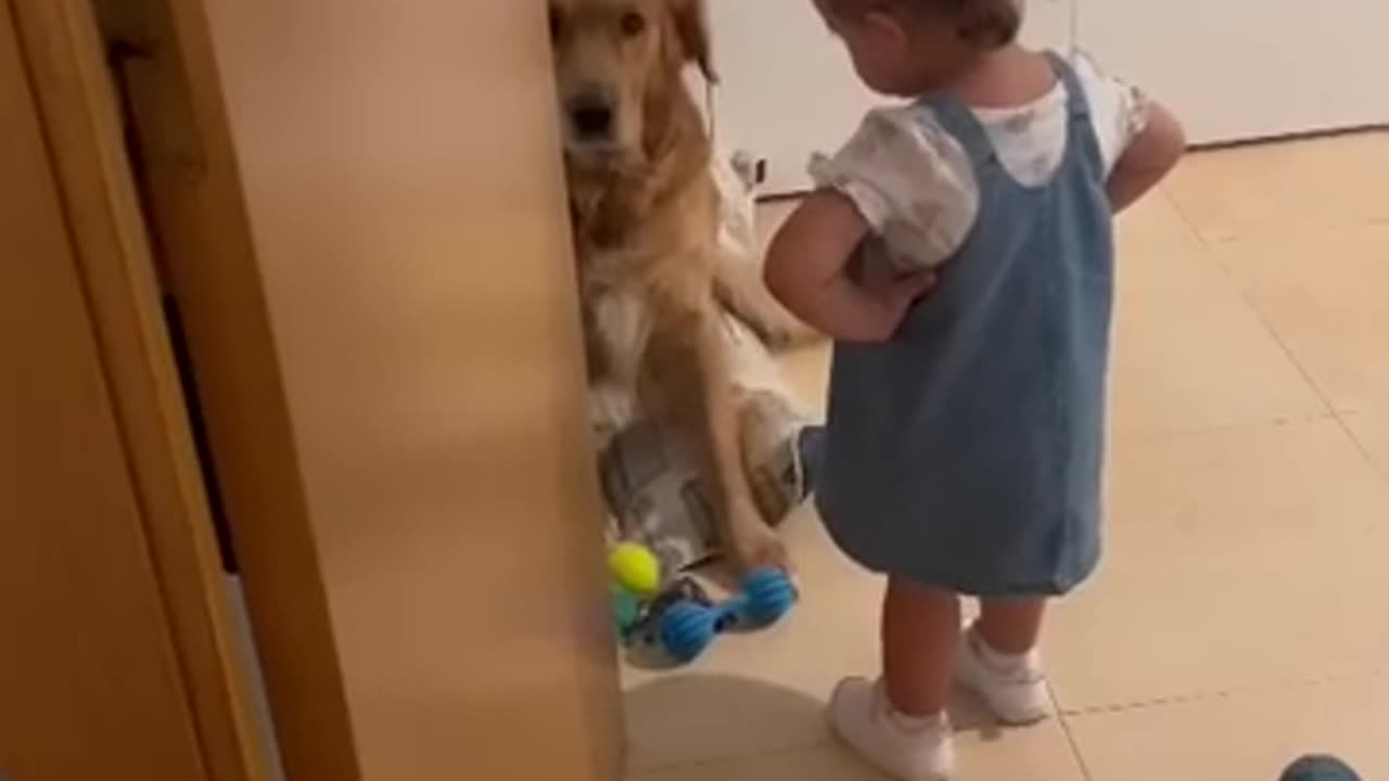 Dog Gets Scolded For His Crimes