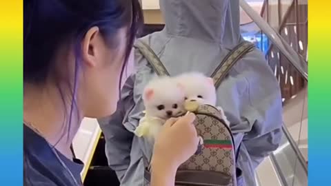 Funny dog video 12second fun