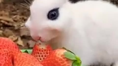 Funny and Cute Rabbit Video Compilation_#short