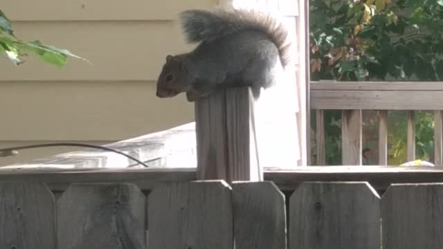 Music squirrel sits on a wooden fence