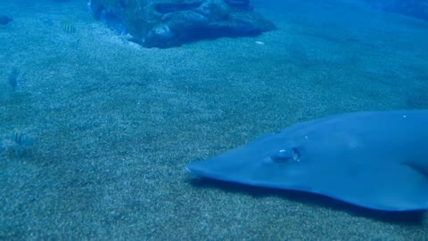 Ikan Monster di Dasar Lautan Terdalam