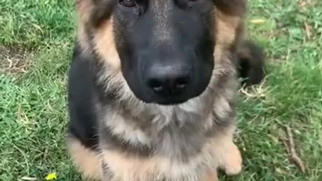 Funny dog smart dog most puppy #short