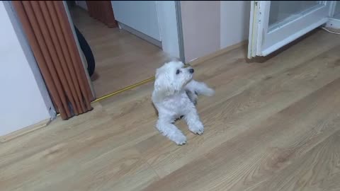 "Adorable Pup's Playful Antics: A Heartwarming Compilation"