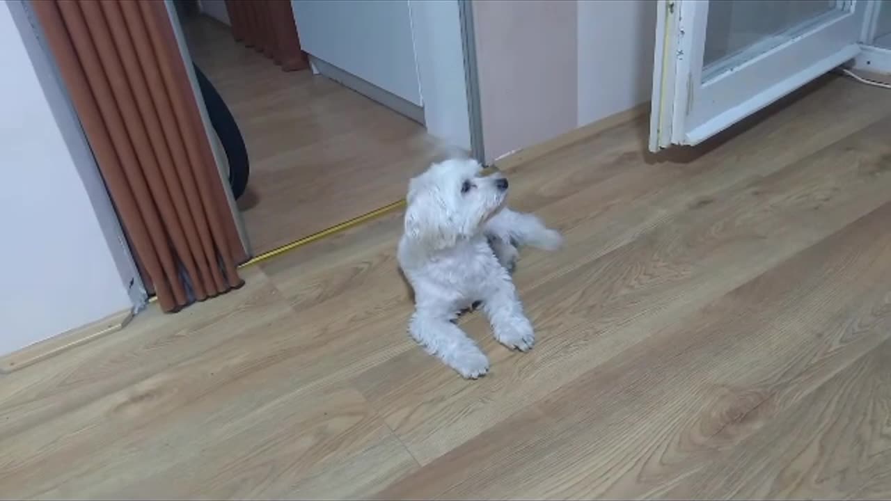 "Adorable Pup's Playful Antics: A Heartwarming Compilation"