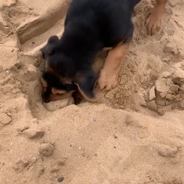 Cute little puppy buries his doggy bag