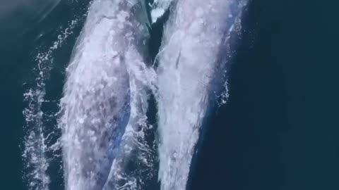 whale breathing