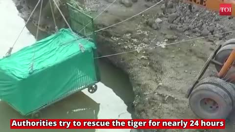 Tiger gets stuck in river bed in bhadravati tehsil in maharashtre