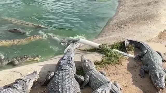 Cruel Farmer Feeds Live Chicken To Crocodiles