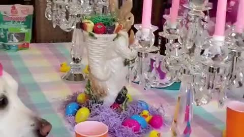 Lovely Dogs Celebrating Easter