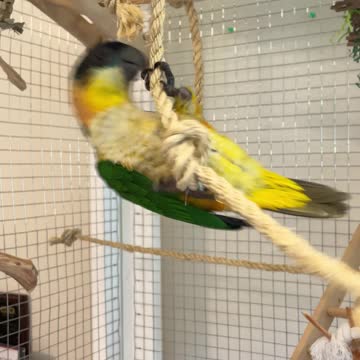 Parrot dances to "Pour some sugar on me!"