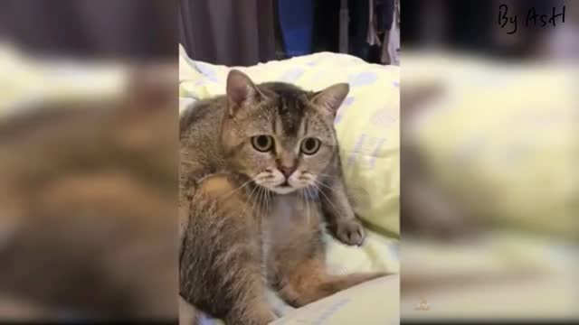 Funny cat reaction 🤣🐅, must watch