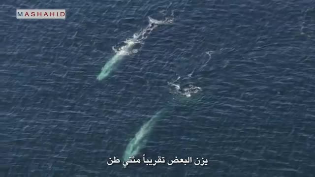Blue Whale - the largest animal on the planet